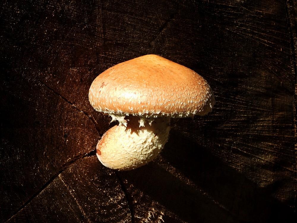 wolligebundelzwammerwelanden18102022 1