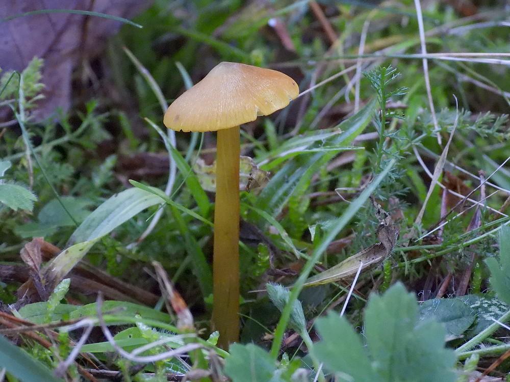 zwartwordendewasplaatsoesterberg16102022 3