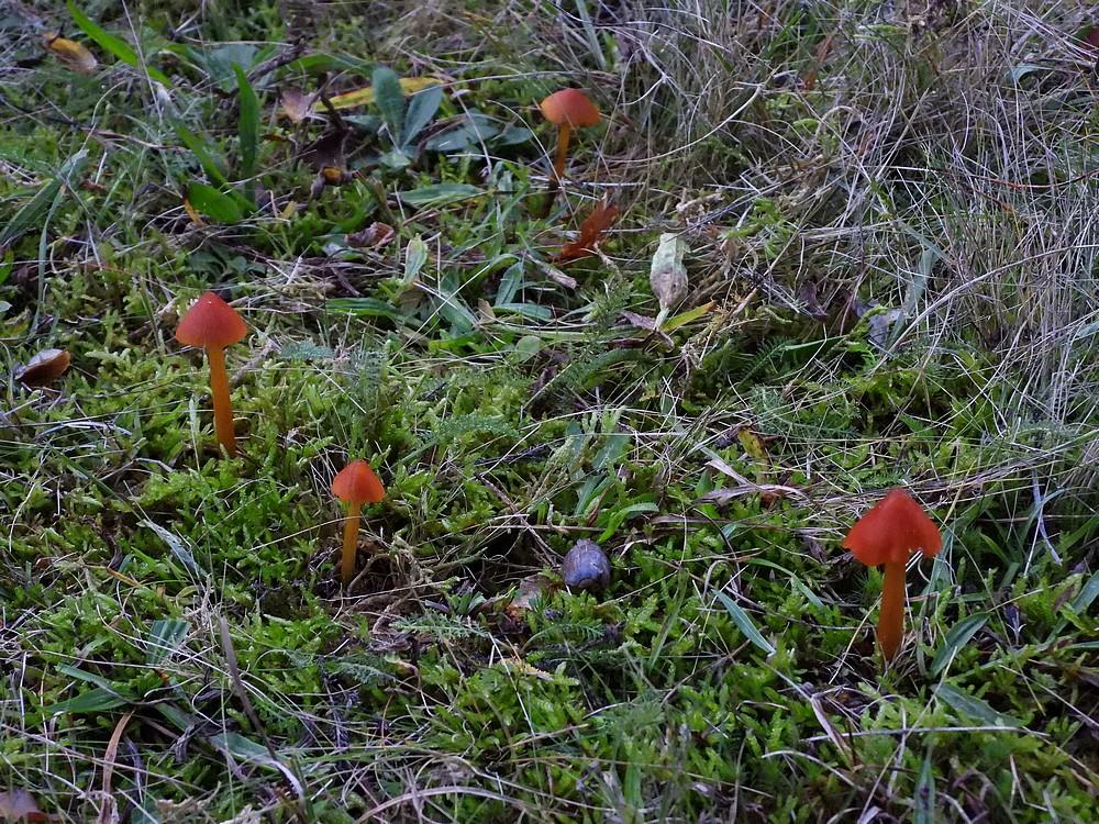zwartwordendewasplaatsoesterberg16102022 4