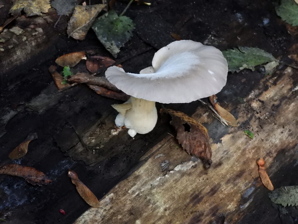 blekeoesterzwamkralingsebos22102022 1