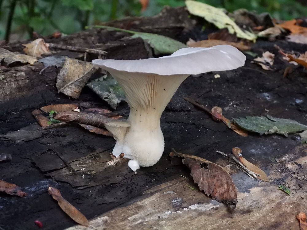 blekeoesterzwamkralingsebos22102022 2