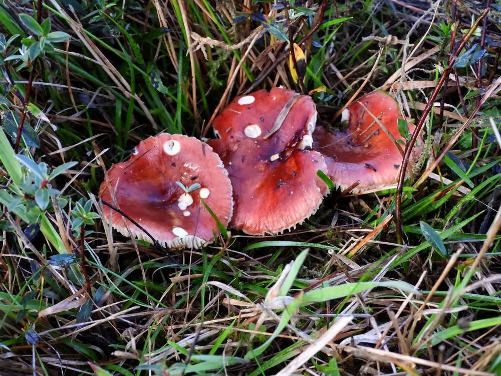 braakrussulaburen19102022