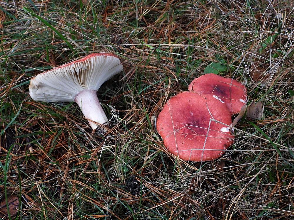 braakrussulasoesterberg27102022