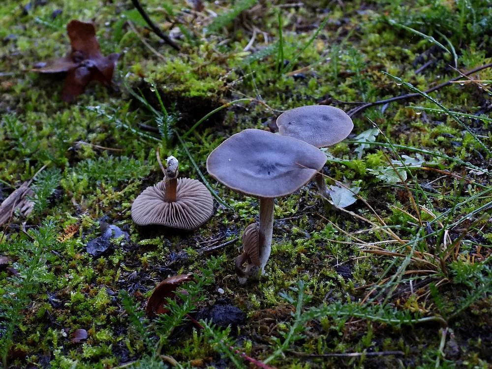 bruinesatijnzwamburen19102022