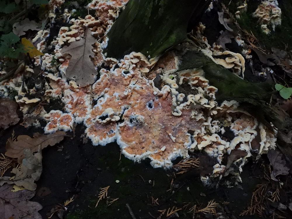 donzigekorstzwamkralingsebos22102022 2
