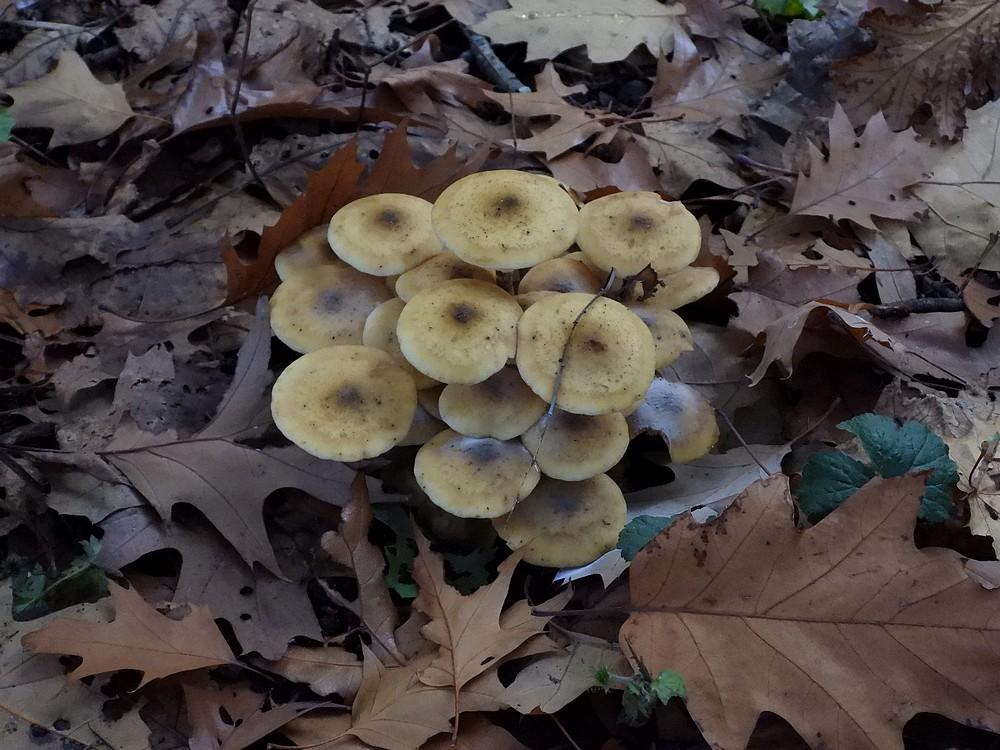 echtehoningzwamkralingsebos22102022 2