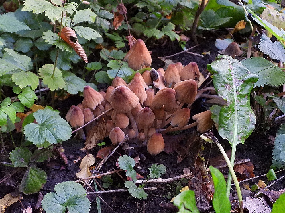gewoneglimmerinktzwamkralingsebos22102022 1