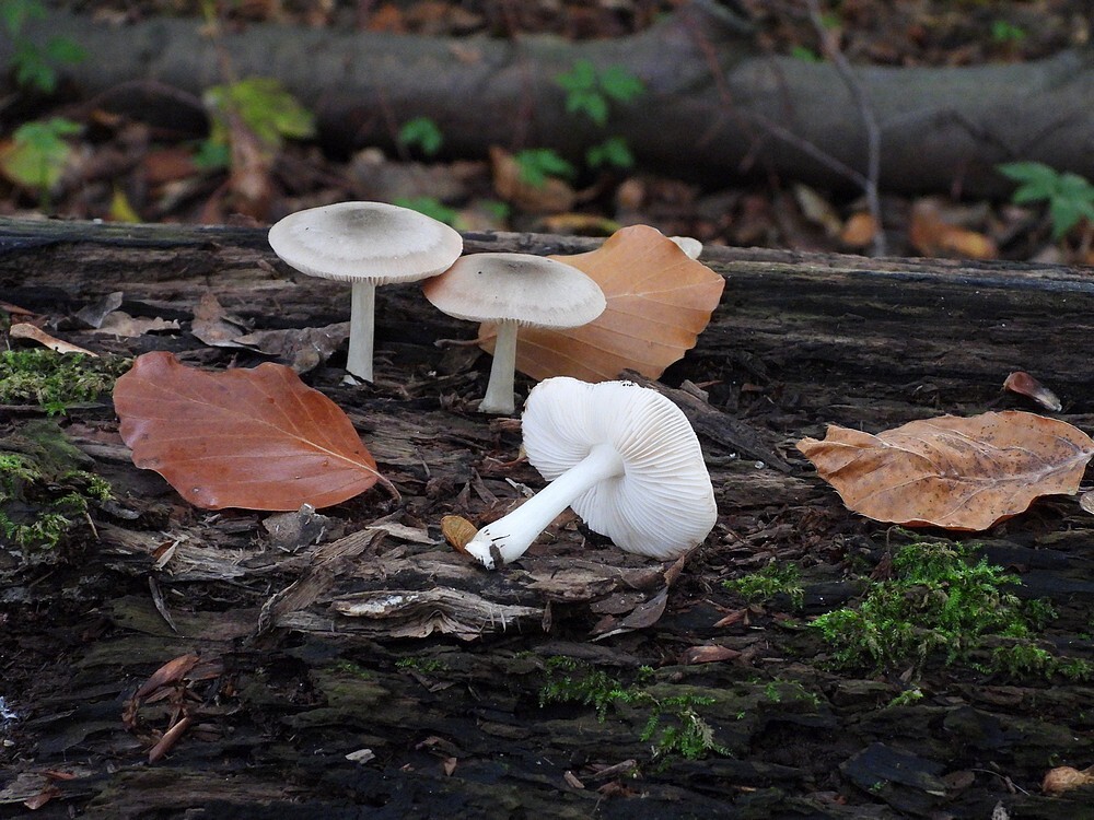 grauwgroenehertenzwamkralingsebos22102022