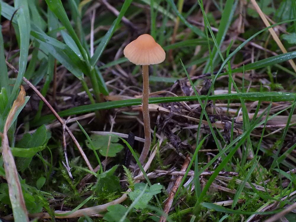 grootmosklokjemaximaparkbuitenhofvleuten23102022