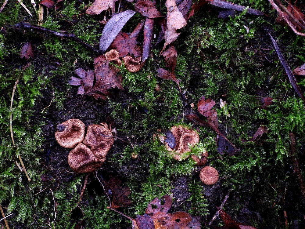 kleineaardappelbovistwerkhoven07112022