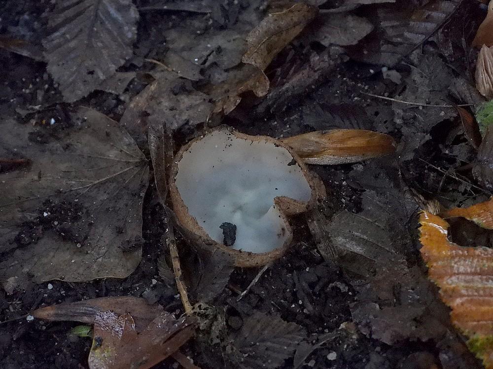 kleinebruinebekerzwamkralingsebos21102022 2