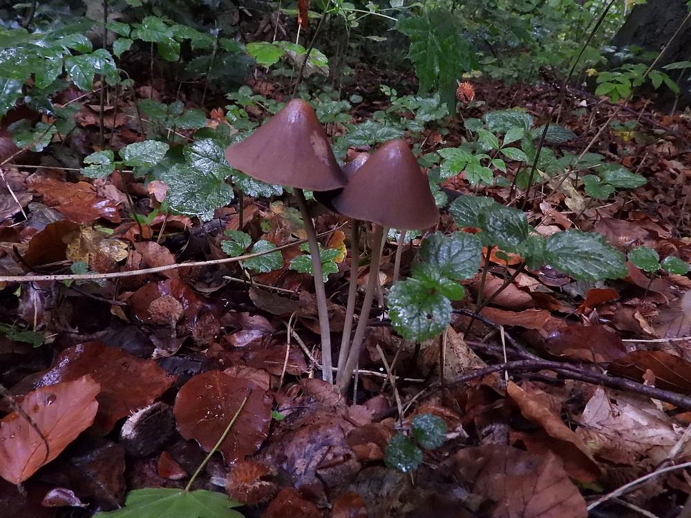 langsteelfranjehoedkralingsebos21102022