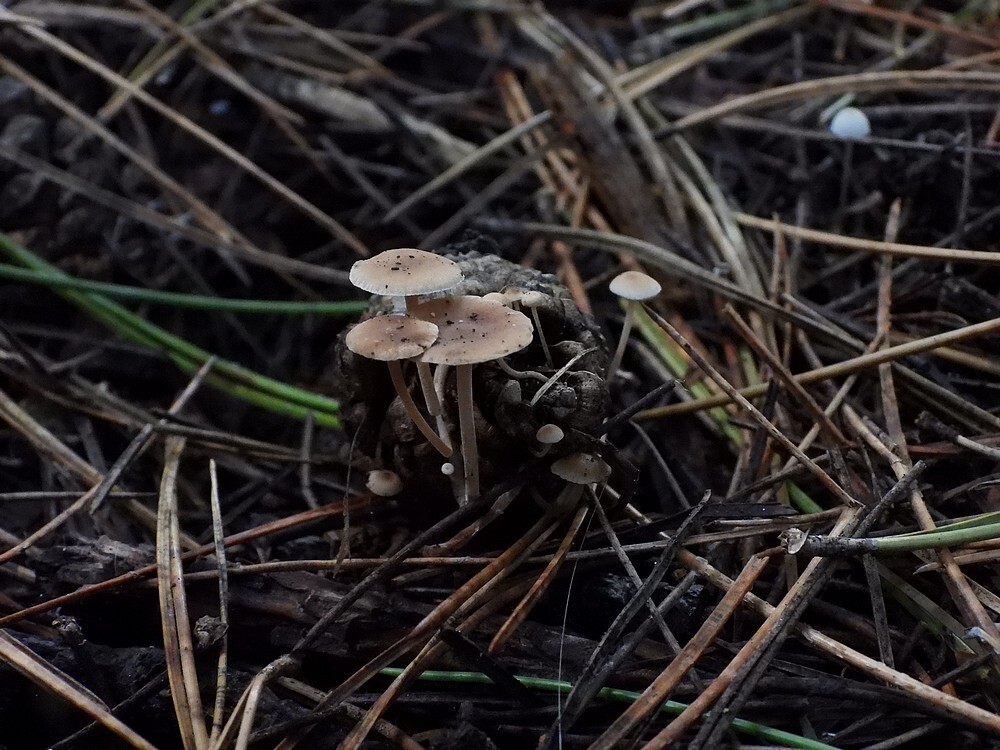 muizenstaartzwamkralingsebos22102022 2
