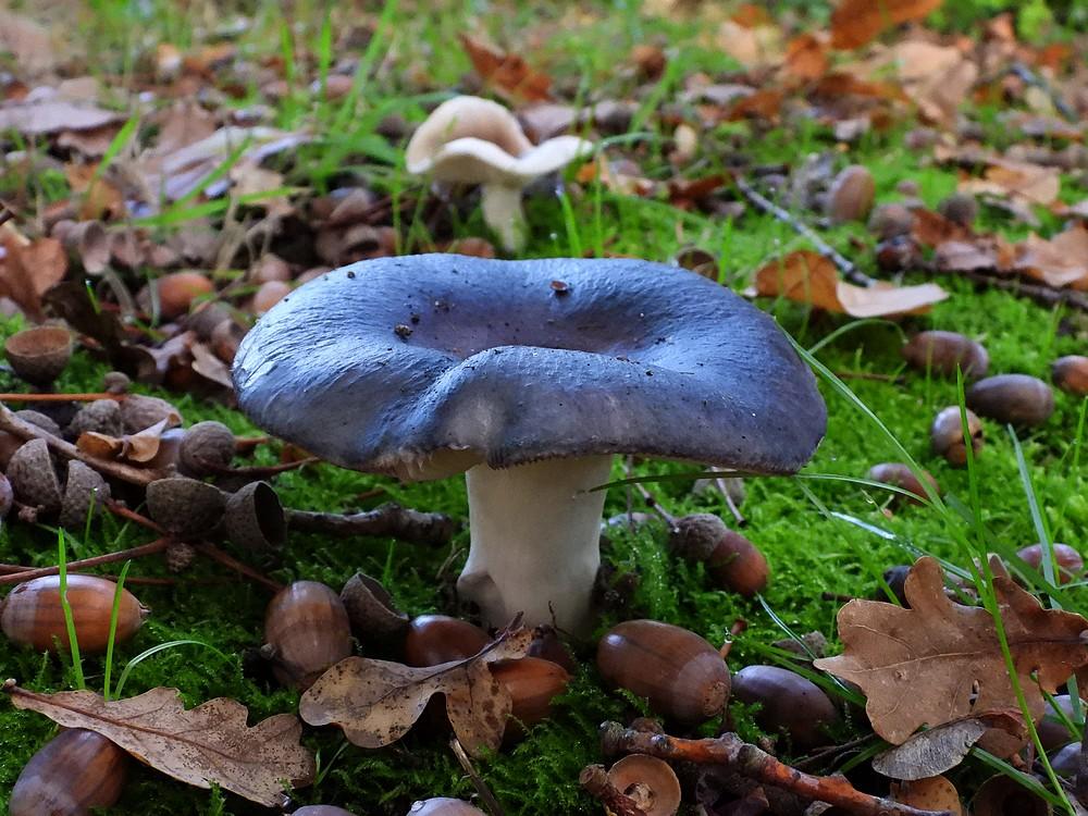 regenboogrussulazoelen19102022 1