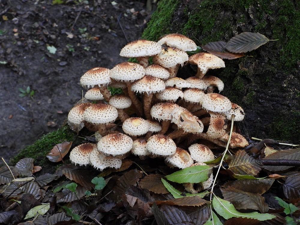 schubbigebundelzwamkralingschebosd21102022