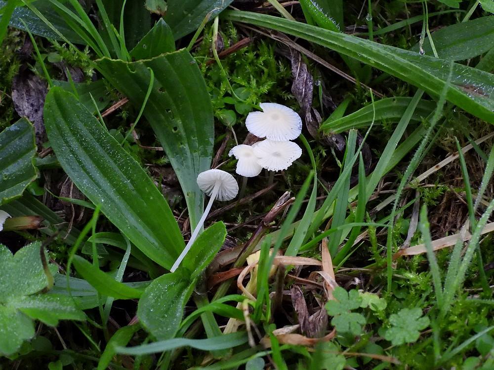 smeerwortelmycenamaximaparkbuitenhofvleuten23102022