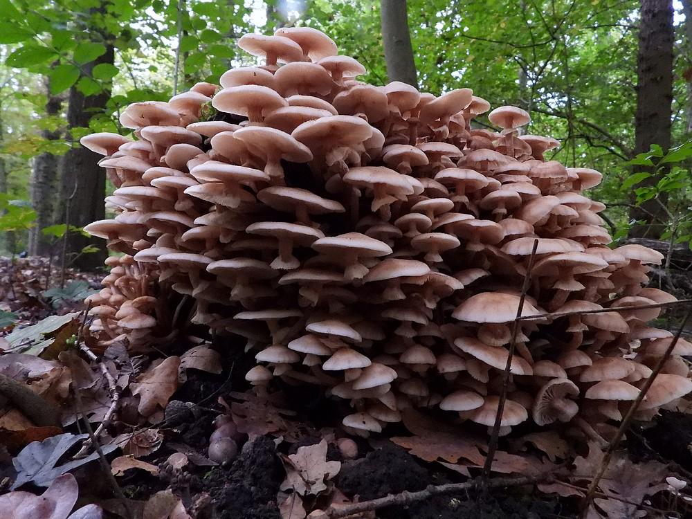 somberehoningzwamkralingsebos22102022 2
