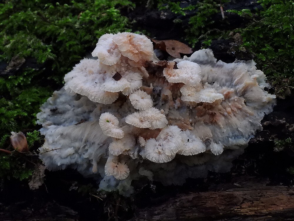 spekzwoerdzwamkralingsebos221020922