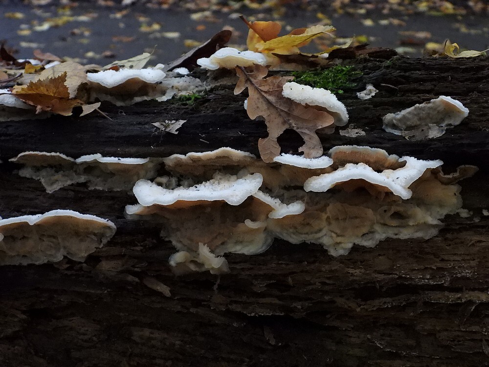 spekzwoerdzwamkralingsebos22102022 1