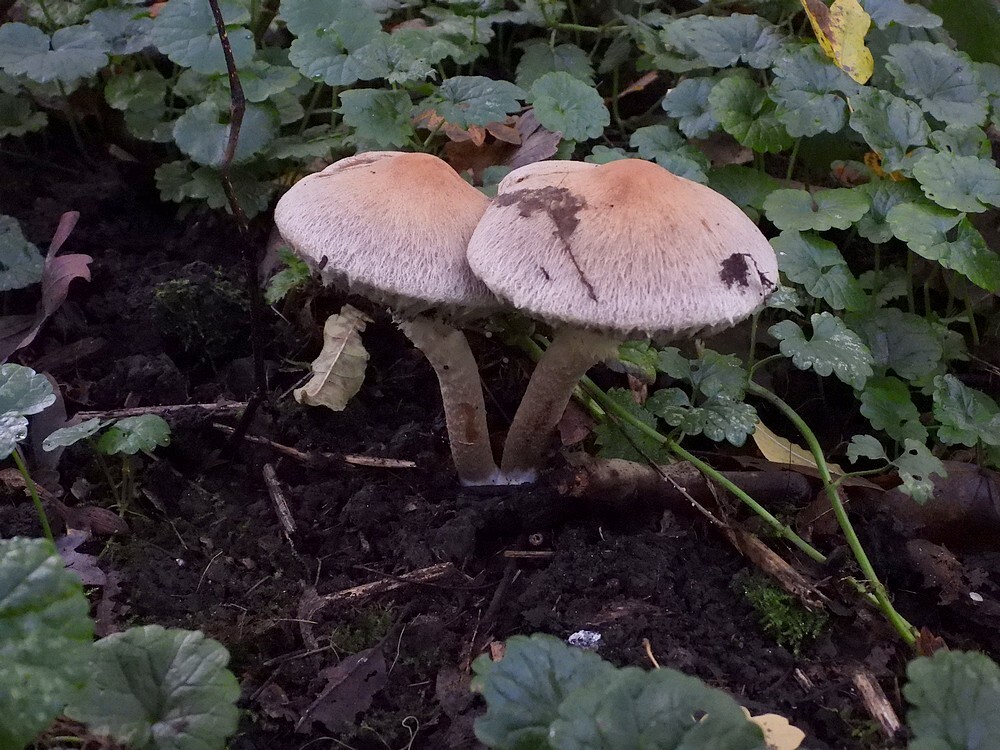 tranendefranjehoedkralingsebos22102022