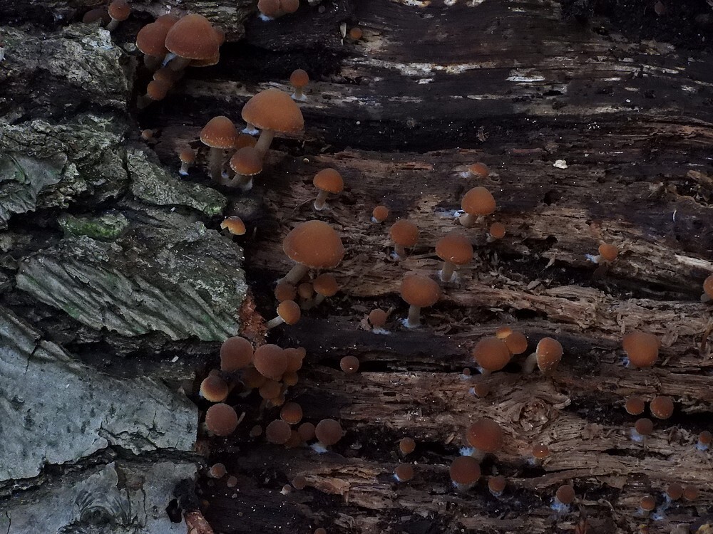 witsteelfranjehoedkralingsebos22102022