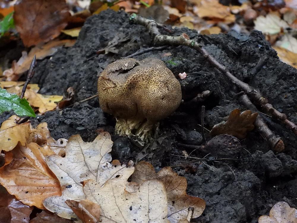 wortelendeaardappelbovistkralingsebos22102022