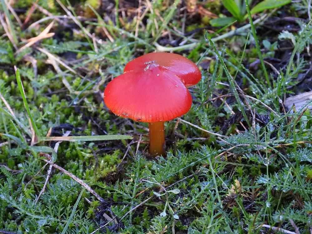 zwartwordendewasplaatburen19102022