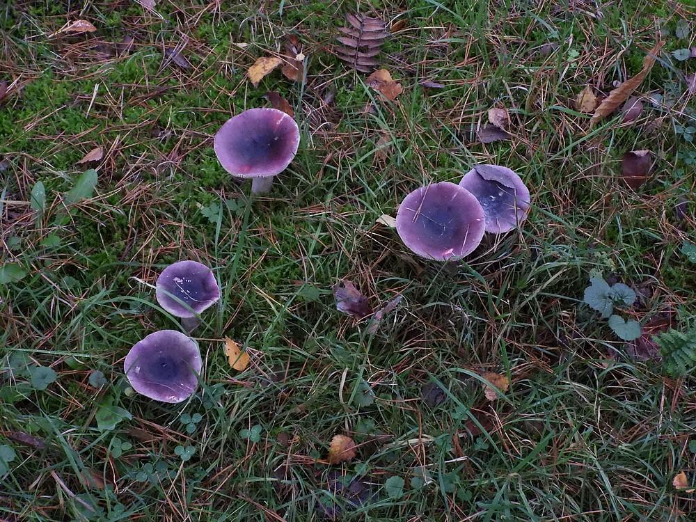 duivelsbroodrussulasoest27102022 1