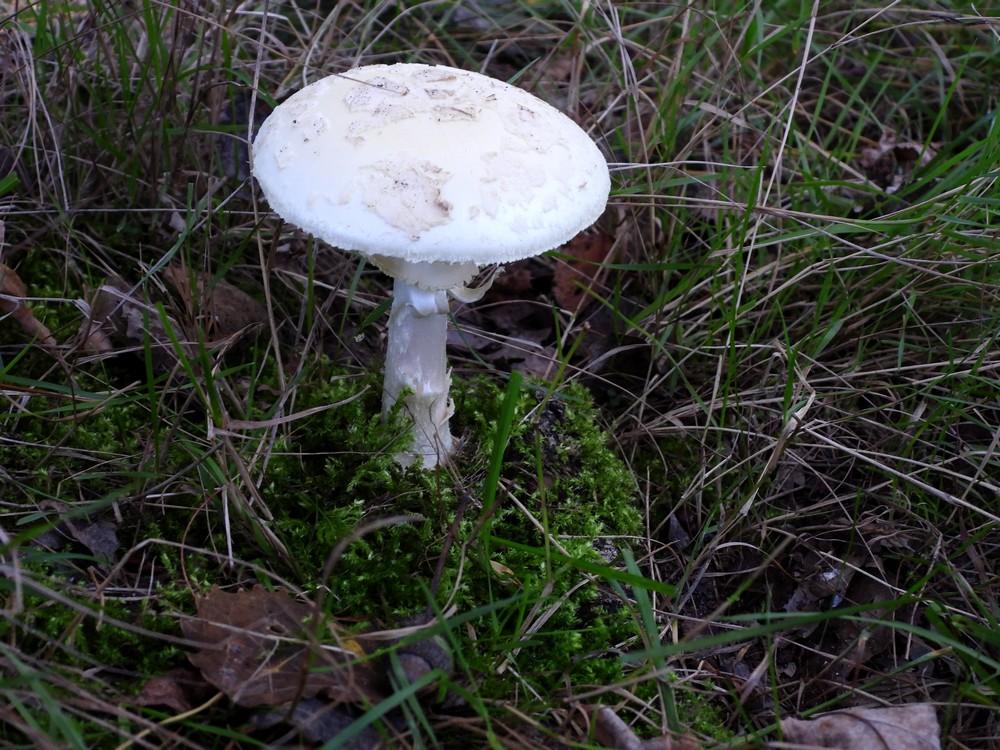 geleknolamaniethuisterheide07102022