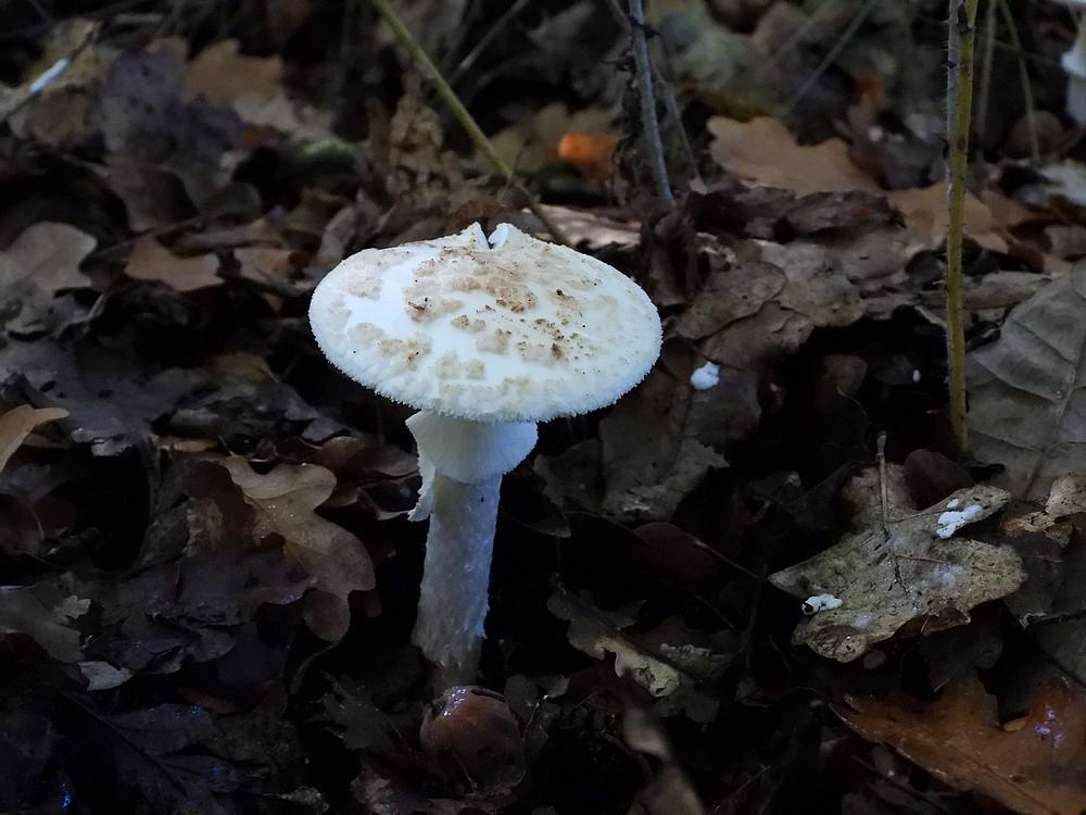 geleknolamanietwittevormburen19102022