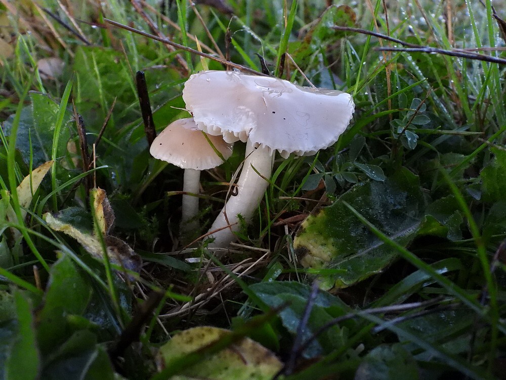 grauwewasplaatburen28102022