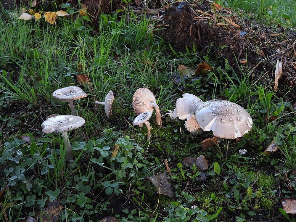 grijzeslankeamanietbeesd08102022 1
