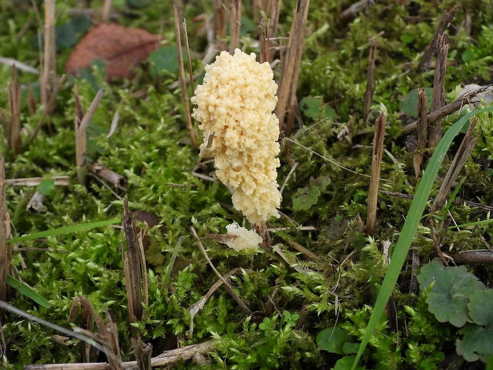 grootkalkschuimgouda26102022