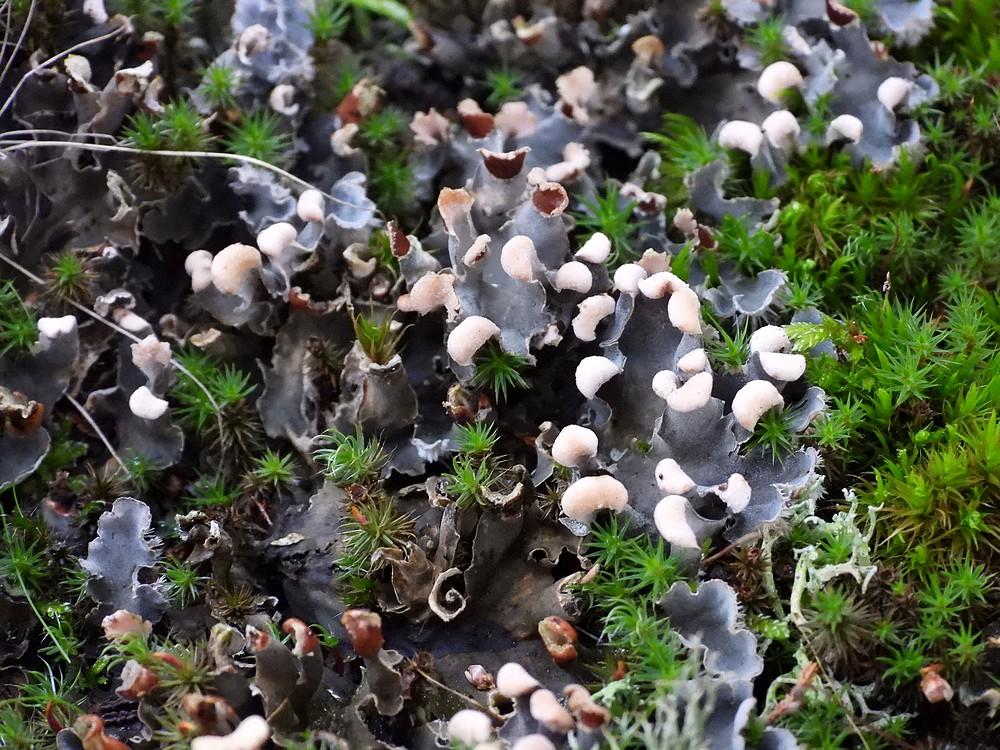 grootleermossoesterberg25102022