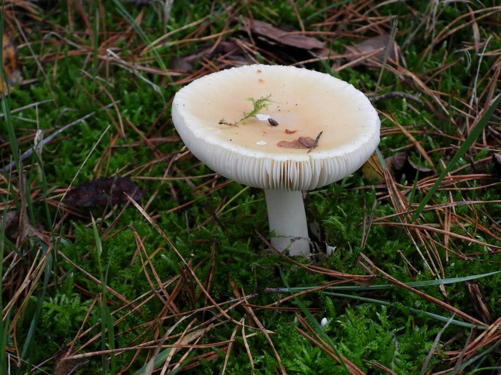 narcisamanietsoest27102022