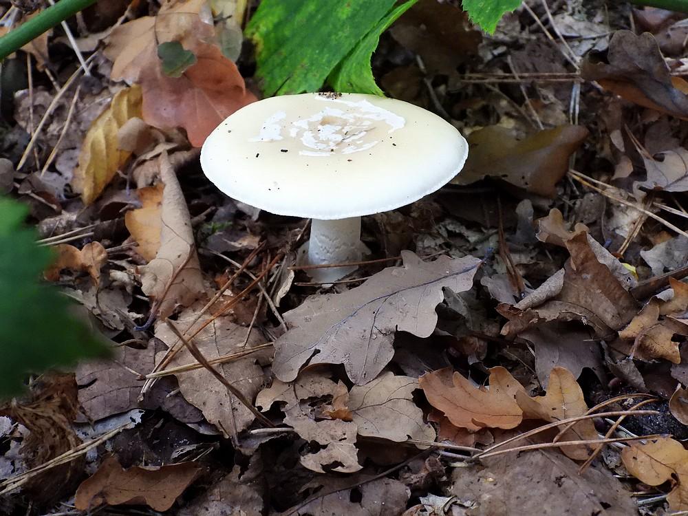 narcisamanietsoesterberg25102022