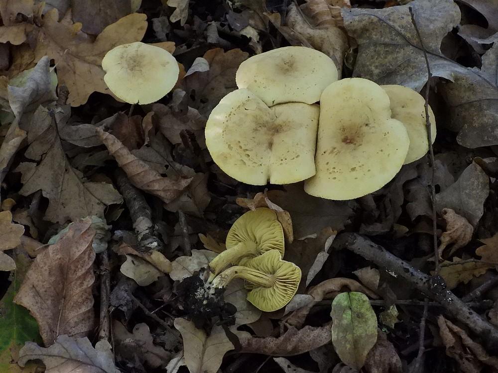 narcisridderzwammpijnacker26102022