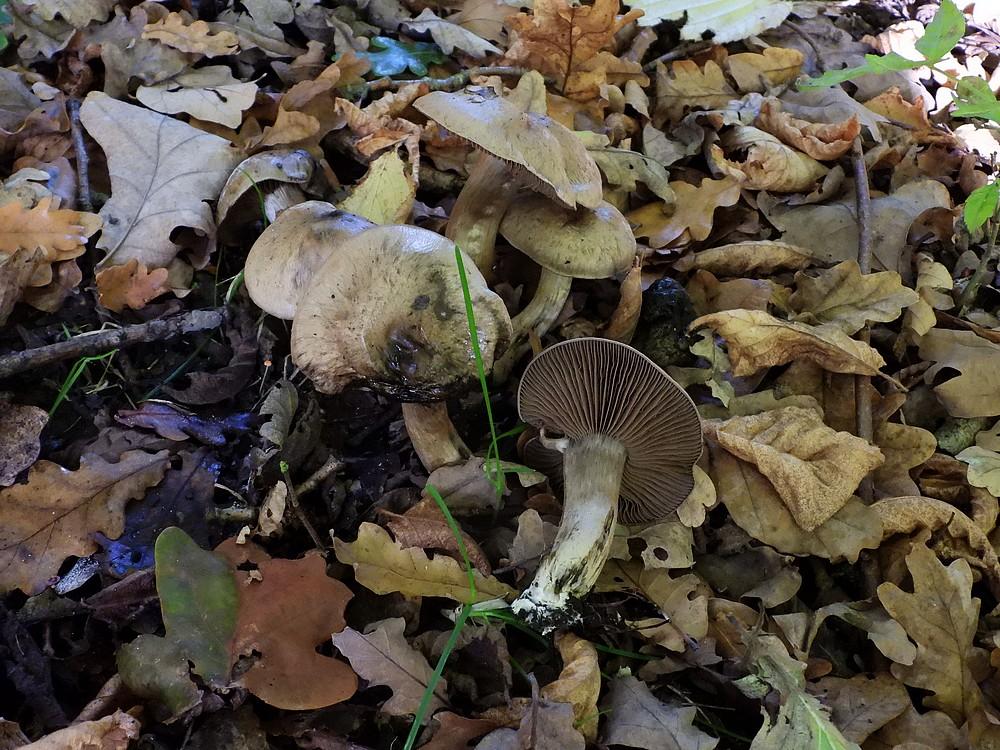 olijfkleurigegordijnzwampijnacker26102022
