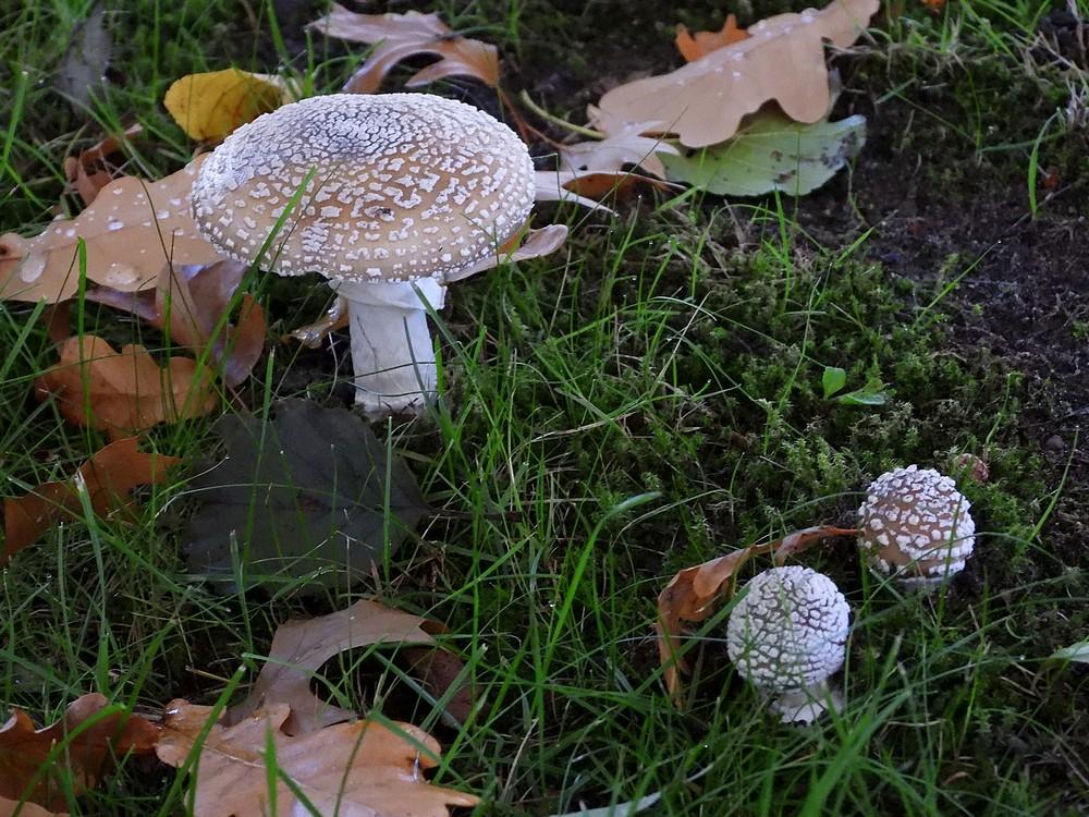 panteramanietwoudenberg06102022