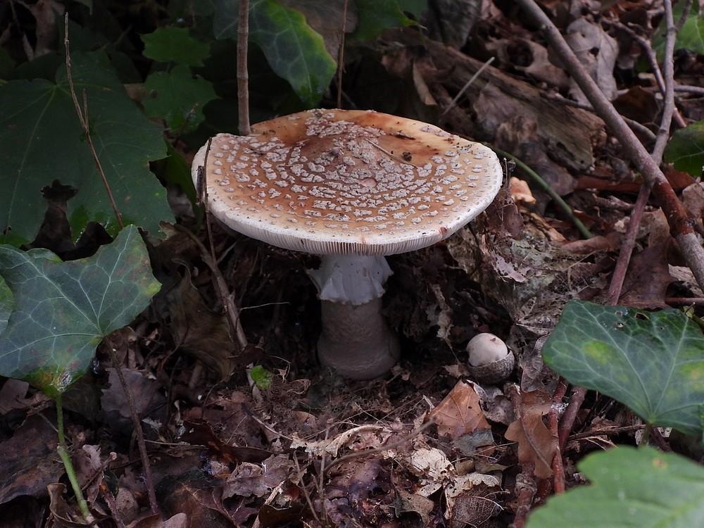 parelamanietamerongen08102022 2