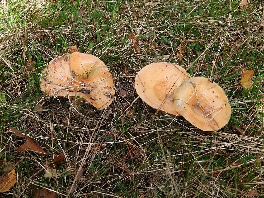 smakelijkemelkzwamsoesterberg25102022 2