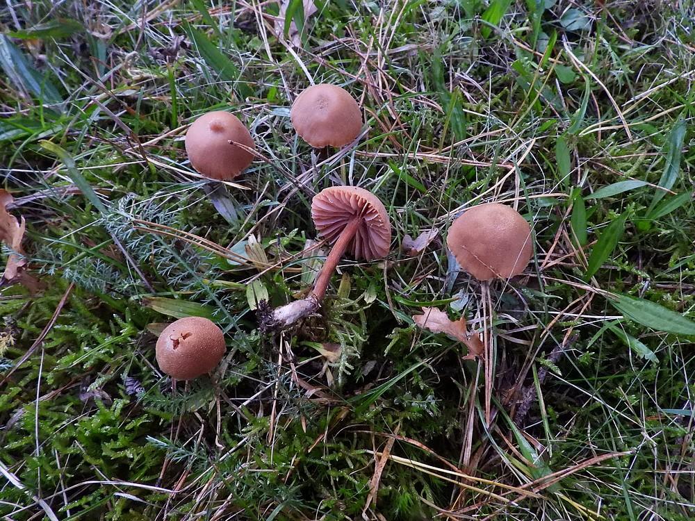 tweekleurigefopzwamsoesterberg25102022