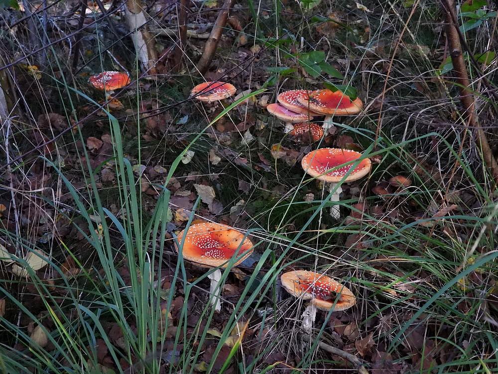 vliegenzwamscherpenzeel06102022