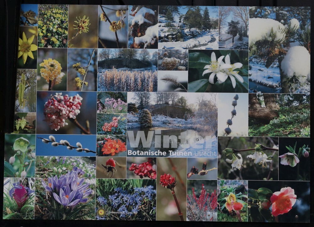 winterbotanischetuinenutrecht08102023 3