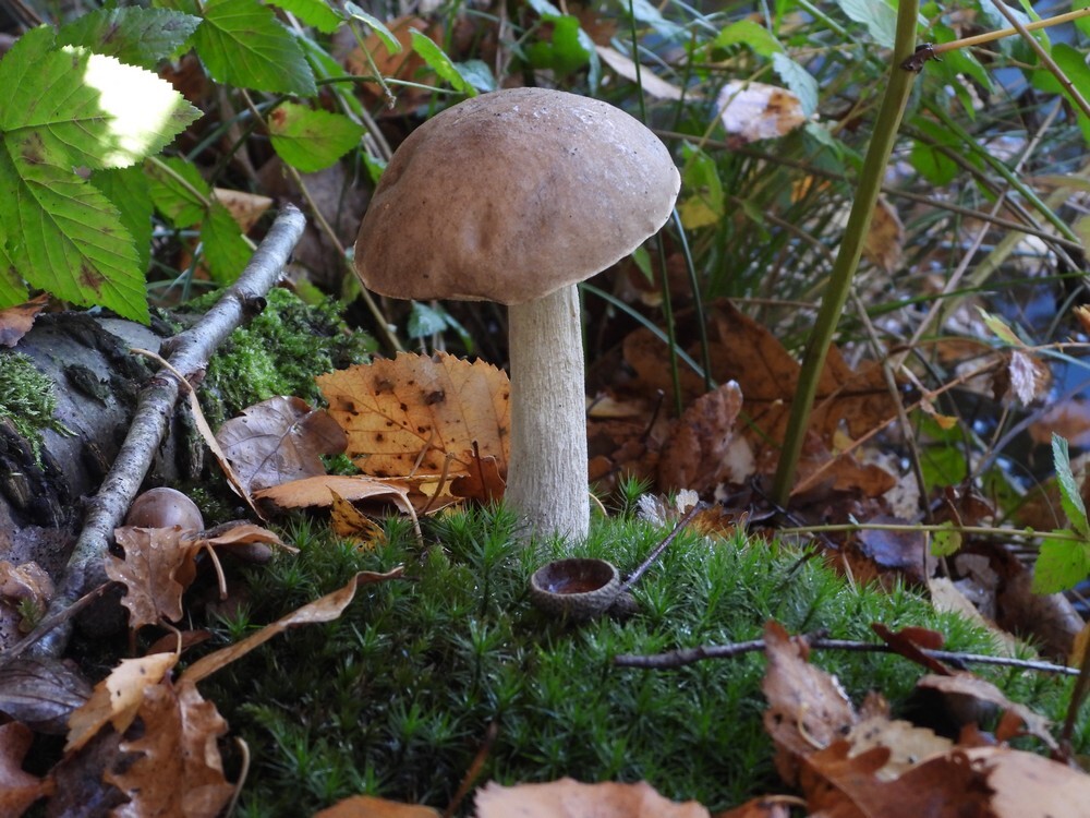 berkenboleetbotanischetuinenutrecht27102024