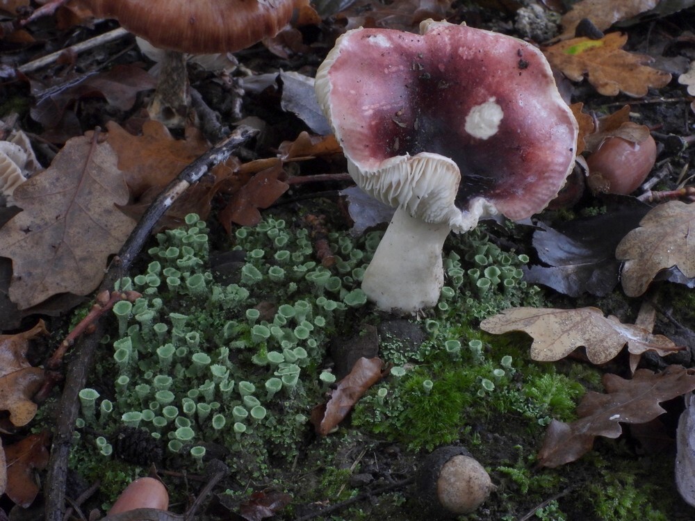 brozerussulaenfrietzakbekermosbotanischetuinenutrecht30102024
