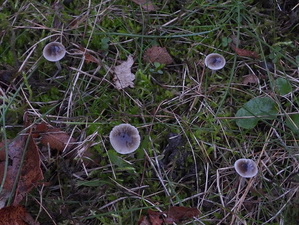 elfenschermpjebotanischetuinenutrecht19102024