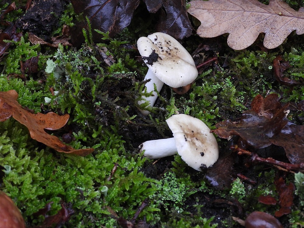 geelwitterussulabotanischetuinenutrecht19102024
