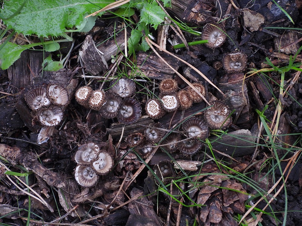 gestreeptnestzwammetjebotanischetuinenutrecht17102024