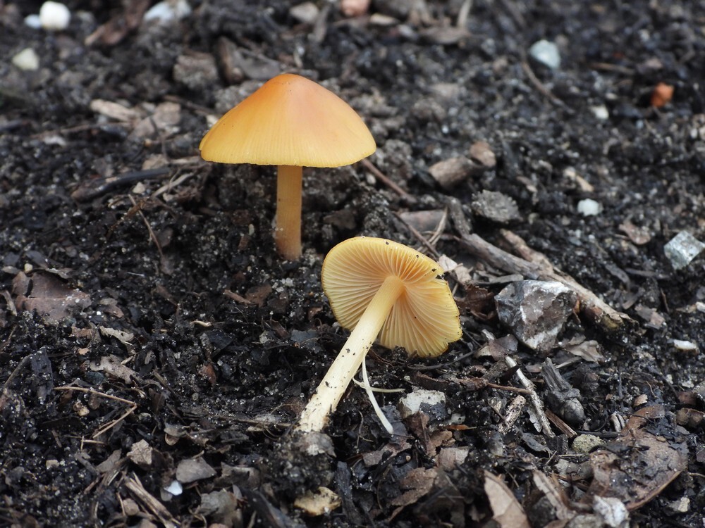 goudenbreeksteeltjebotanischetuinenutrecht23102024